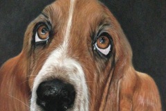 Basset